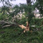 My dogs favourite tree blown down by hurricane 