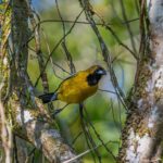 Bird Guyana 